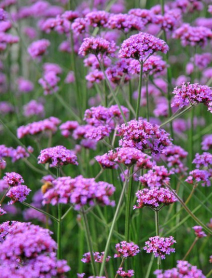 柳葉馬鞭草花海